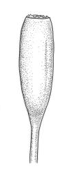 Macrocoma tenue subsp. tenue, capsule, moist. Drawn from A.J. Fife 5388, CHR 351305.
 Image: R.C. Wagstaff © Landcare Research 2017 